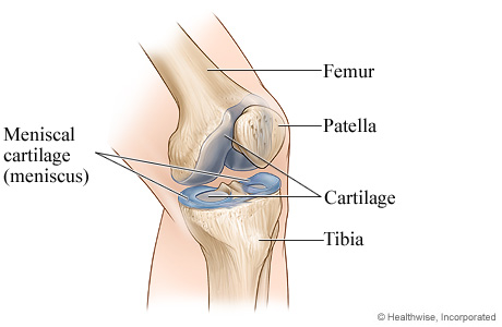 https://www.webmd.com/pain-management/knee-pain/cartilage-of-the-knee
